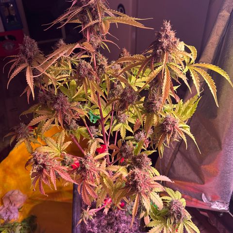 Gorilla 1 growlog photo: Teilernte