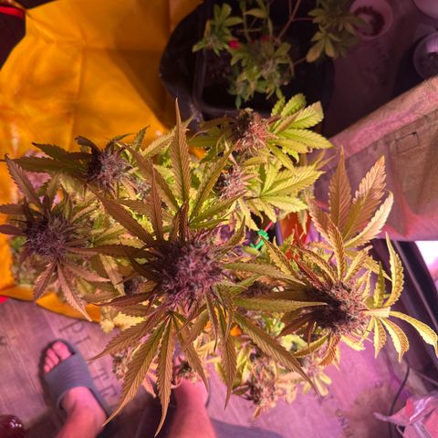 Gorilla 1 growlog photo: Teilernte