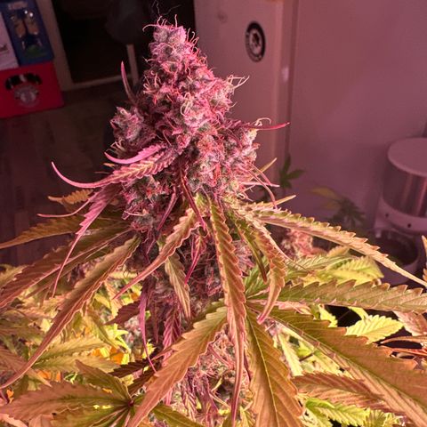 Gorilla 1 growlog photo: Teilernte