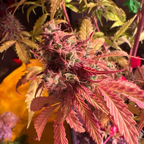 Gorilla 1 growlog photo: Teilernte