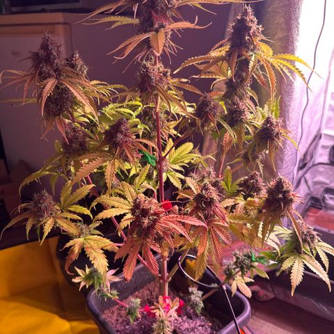 Gorilla 1 growlog photo: Teilernte