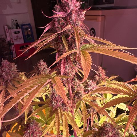 Gorilla 1 growlog photo: Teilernte