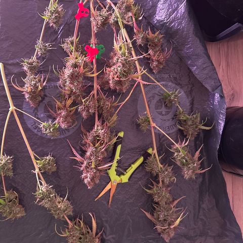 Gorilla 1 growlog timeline photo