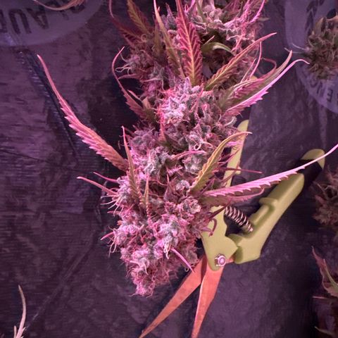Gorilla 1 growlog timeline photo