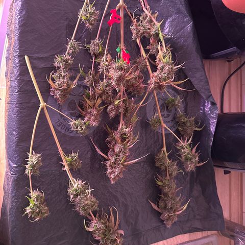 Gorilla 1 growlog timeline photo