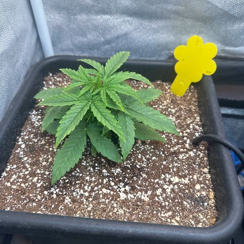 Titan 1 growlog timeline photo