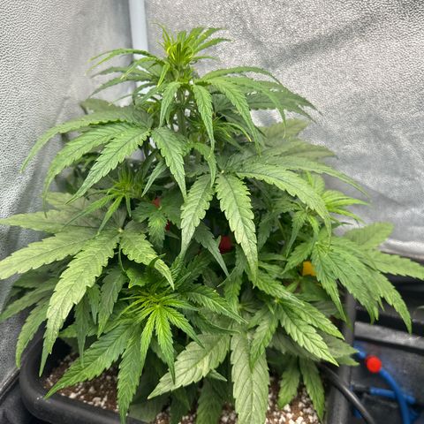 Titan 1 growlog timeline photo