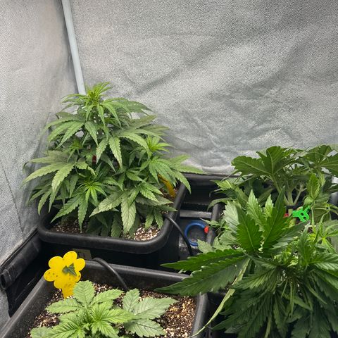 Titan 1 growlog timeline photo