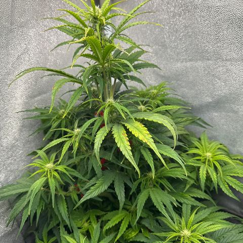 Titan 1 growlog timeline photo