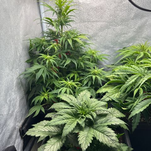 Titan 1 growlog timeline photo