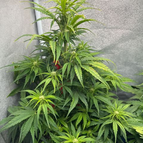 Titan 1 growlog timeline photo