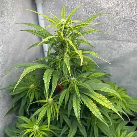 Titan 1 growlog timeline photo