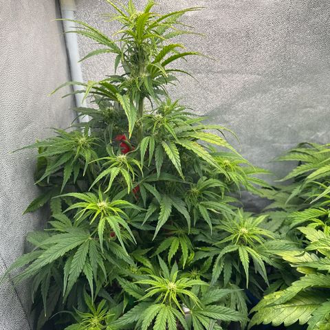 Titan 1 growlog timeline photo
