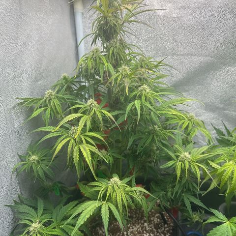 Titan 1 growlog timeline photo