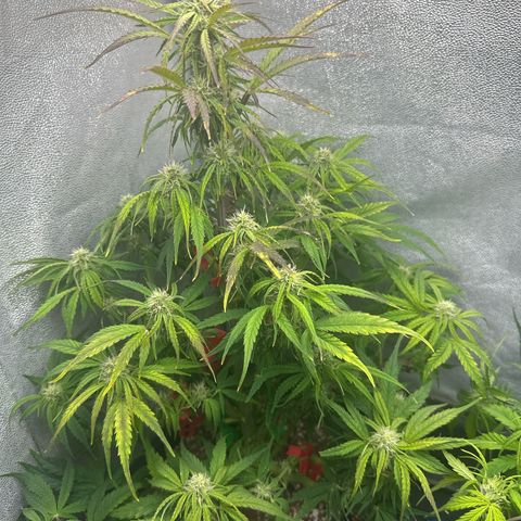 Titan 1 growlog timeline photo