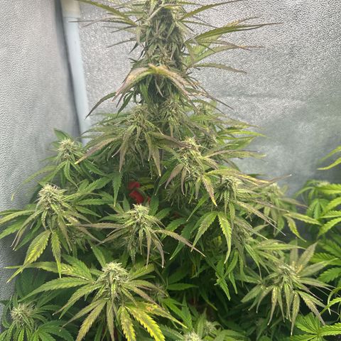 Titan 1 growlog timeline photo