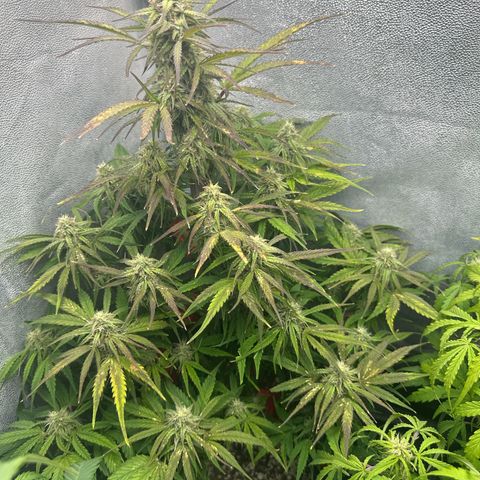 Titan 1 growlog timeline photo
