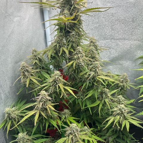 Titan 1 growlog timeline photo