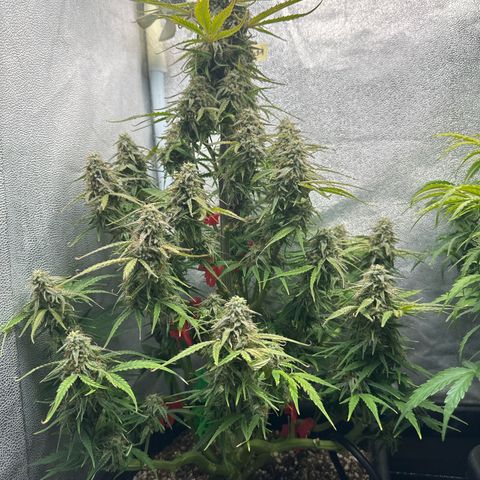 Titan 1 growlog timeline photo
