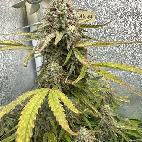 Titan 1 growlog timeline photo