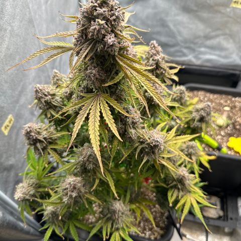 Titan 1 growlog photo: Ernte