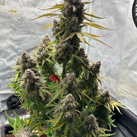 Titan 1 growlog photo: Ernte