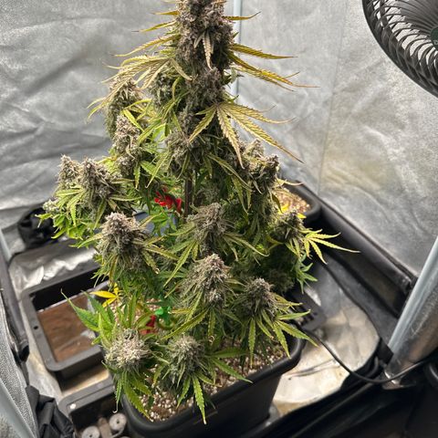 Titan 1 growlog photo: Ernte