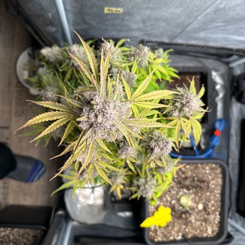 Titan 1 growlog photo: Ernte