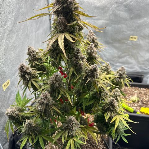 Titan 1 growlog photo: Ernte