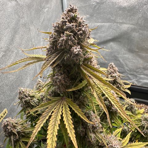 Titan 1 growlog photo: Ernte