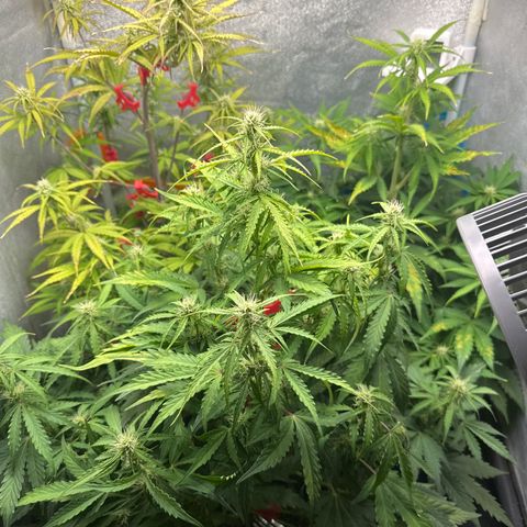 Titan 1 growlog timeline photo