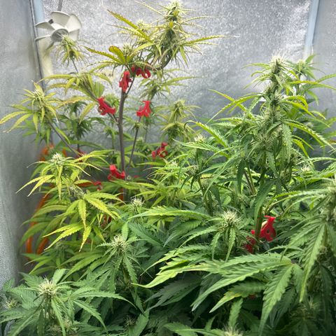 Titan 1 growlog timeline photo