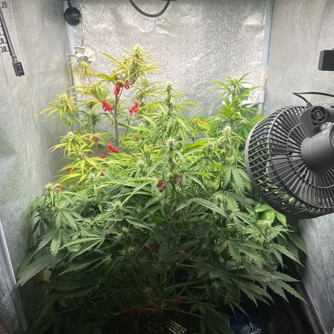 Titan 1 growlog photo: Eskalation! (vor beschneiden)