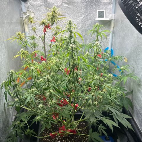 Titan 1 growlog timeline photo