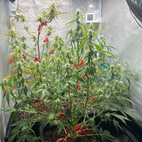 Titan 1 growlog timeline photo