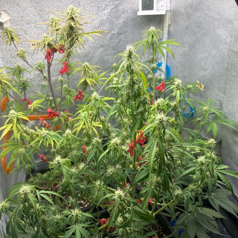 Titan 1 growlog timeline photo