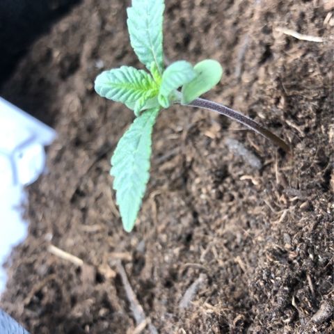 Skunk XL growlog timeline photo