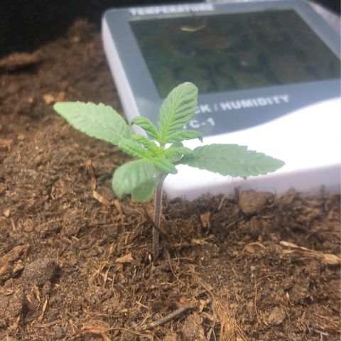 Skunk XL growlog timeline photo