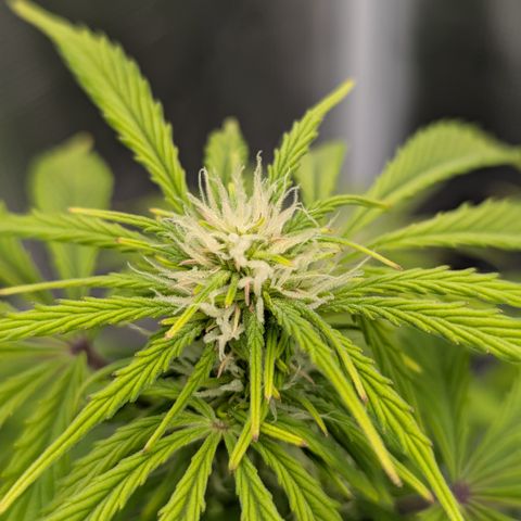 Sunset Sherbert Auto #1 growlog timeline photo