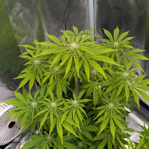 Sunset Sherbert Auto #1 growlog timeline photo