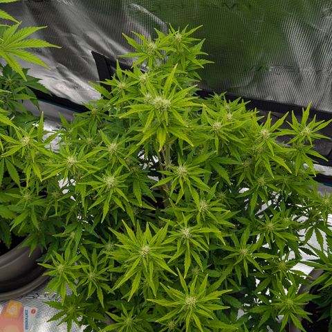 Sunset Sherbert Auto #2 growlog photo: Siamesischer Headbud?