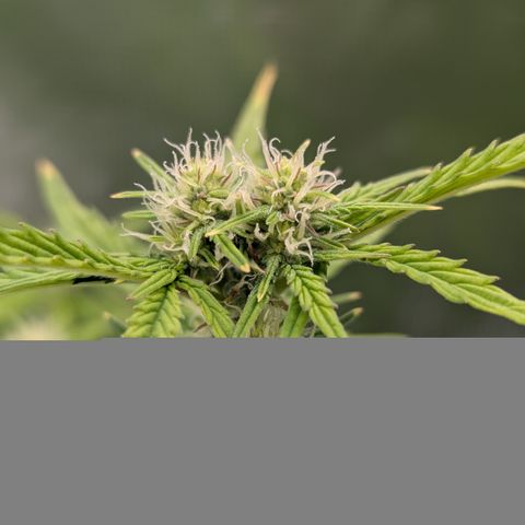 Sunset Sherbert Auto #2 growlog photo: Siamesischer Headbud?