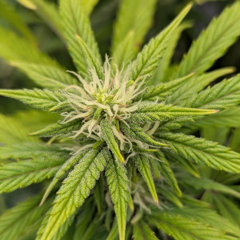 Sunset Sherbert Auto #1 growlog timeline photo