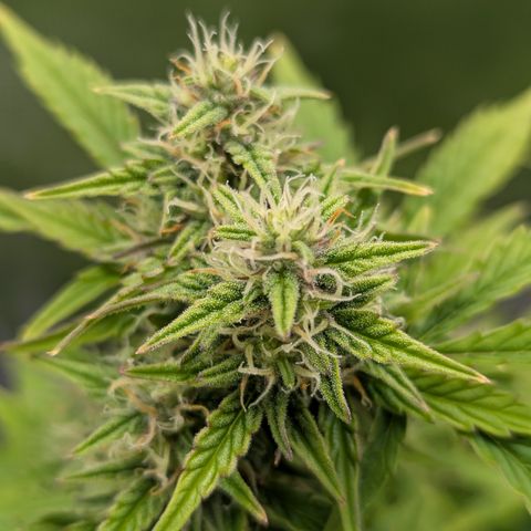 Sunset Sherbert Auto #2 growlog timeline photo
