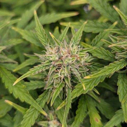Sunset Sherbert Auto #2 growlog timeline photo