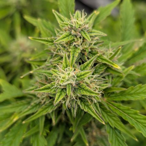 Sunset Sherbert Auto #2 growlog timeline photo