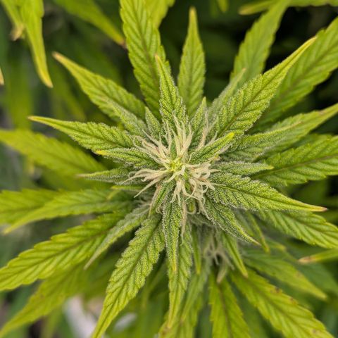 Sunset Sherbert Auto #1 growlog timeline photo