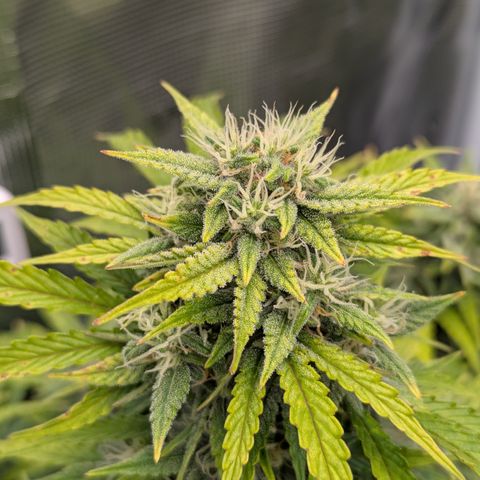 Sunset Sherbert Auto #1 growlog timeline photo