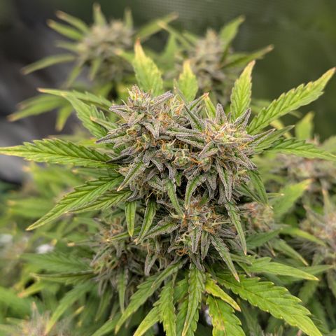 Sunset Sherbert Auto #2 growlog timeline photo