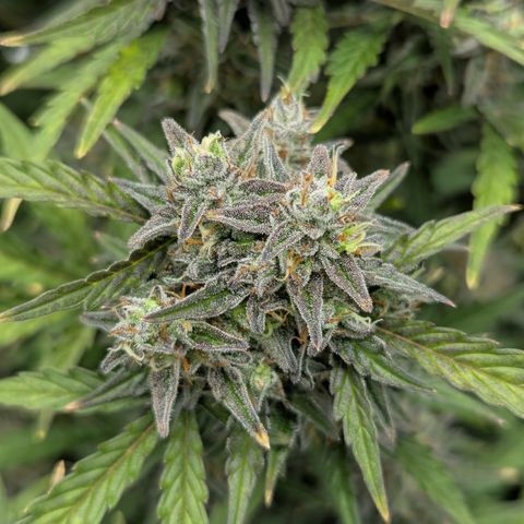 Sunset Sherbert Auto #2 growlog timeline photo